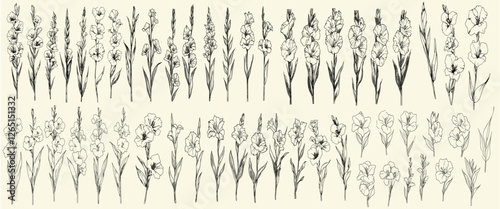 Minimalist botanical collection with hand-drawn gladiolus flowers, rustic trendy greenery for luxury branding and invitations, floral elements for rustic weddings, elegant invitations, greenery