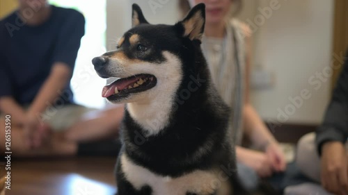 Shiba Inu enjoys playful moments with friends in cozy indoor setting