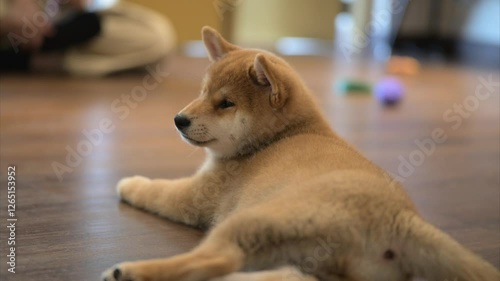 Cute shiba inu puppy playing in a cozy indoor environment with colorful toys around
