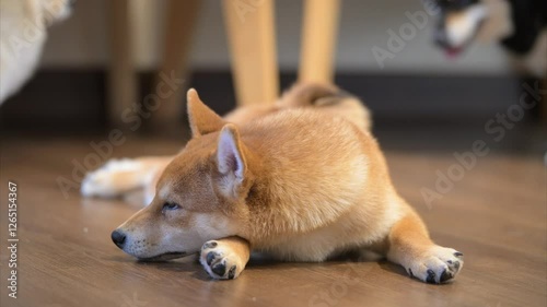 Shiba Inu puppy relaxes on wooden floor with other dogs around in cozy indoor setting