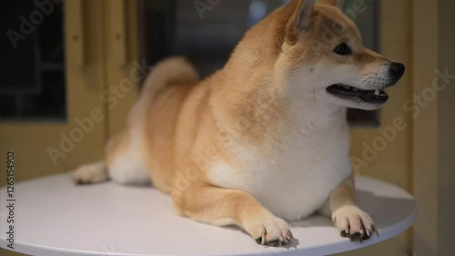 Shiba Inu relaxes on a table in a cozy indoor setting during the afternoon