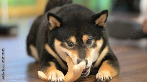 Shiba Inu enjoys playing with chew toy in vibrant indoor setting