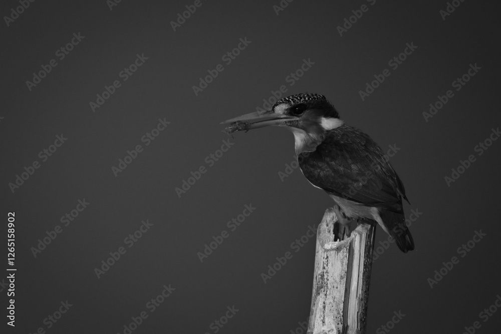 Fototapeta premium Mono malachite kingfisher on post holding grub