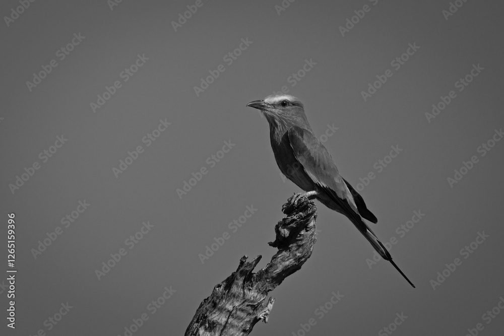Fototapeta premium Mono lilac-breasted roller on stump in profile