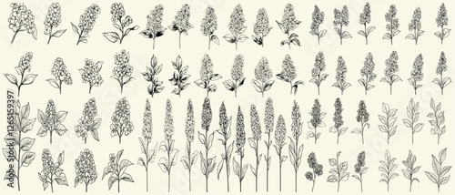 Feminine botanical floral branch, trendy greenery, hand drawn wedding herbs for branding and decor, minimalist black line art lilacs for wedding logos and invitations, floral wedding branding.