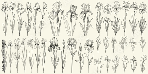 Chic decor with delicate botanical floral branches, trendy greenery, hand-drawn wedding herbs, minimalist black line art irises, ideal for modern logos, elegant designs, wedding branding, stationery.