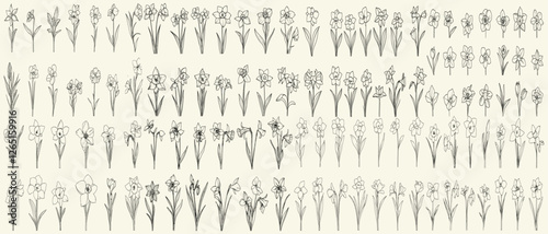 Feminine botanical collection of hand-drawn greenery, minimalist black line art daffodil flowers, floral branch illustrations for luxury wedding invitations, wedding decor, luxury invitations