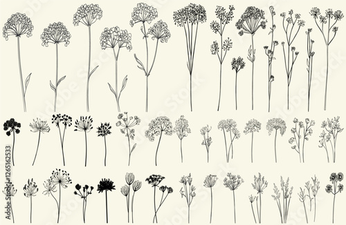 Feminine botanical floral branch with intricate black line art of Queen Anne’s lace wildflowers, trendy greenery for rustic boho decor, eco-conscious branding, and wedding logos.