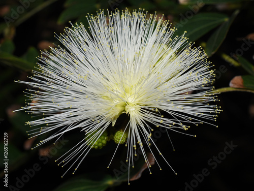 White Stickpea flower Calliandra haematocephala photo