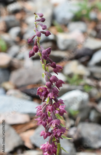 Dark-red helleborine Epipactis atrorubens orchid photo