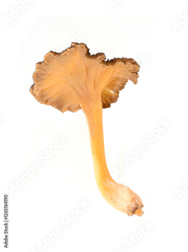 Fresh yellowfoot chantarelle Craterellus tubaeformis isolated on white background