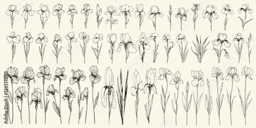 Black line art irises for wedding decor, hand-drawn botanical floral branch, greenery for logos, trendy wedding herbs, floral branding, elegant wedding invitation design.