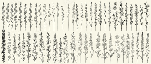 Black line art of delphiniums, hand-drawn wedding herbs for modern branding, feminine botanical floral branch, rustic greenery for wedding invitations and logos, wedding branding.