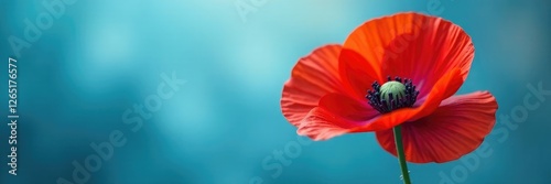 Poppy flower with stamen and pistil on a soft focus blue background with a subtle gradient, blue, poppies, bloom
