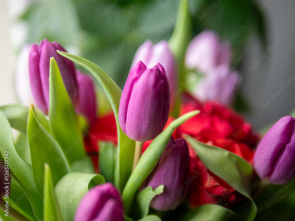 A bunch of purple tulips with green leaves A bunch of purple tulips with green leaves