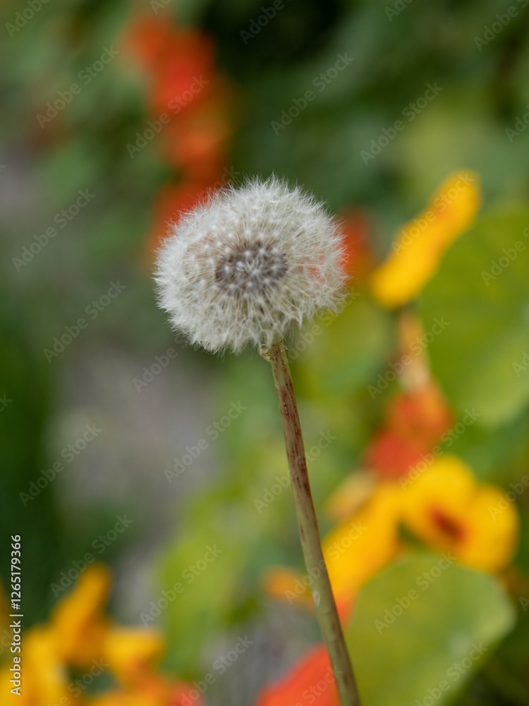 Fluffy Dandelion Flower pappus and wildflowers Fluffy Dandelion Flower pappus and wildflowers