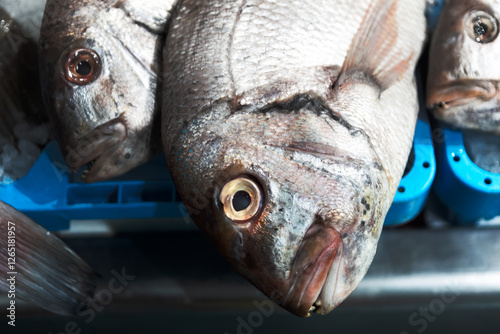 Obraz na płótnie Fresh fish on display at a seafood market, arranged on a blue plastic tray with ice. The close-up shot highlights their natural texture, shiny scales, and clear eyes, emphasizing freshness w salonie