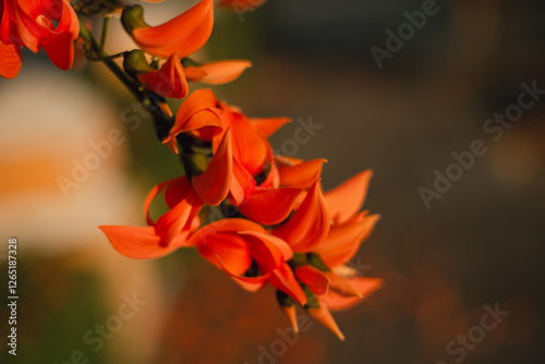 The Butea Monosperma, commonly known as the Palash or Flame of the Forest, in full bloom. The photograph captures the flower's striking orange-red hues and intricate petals.