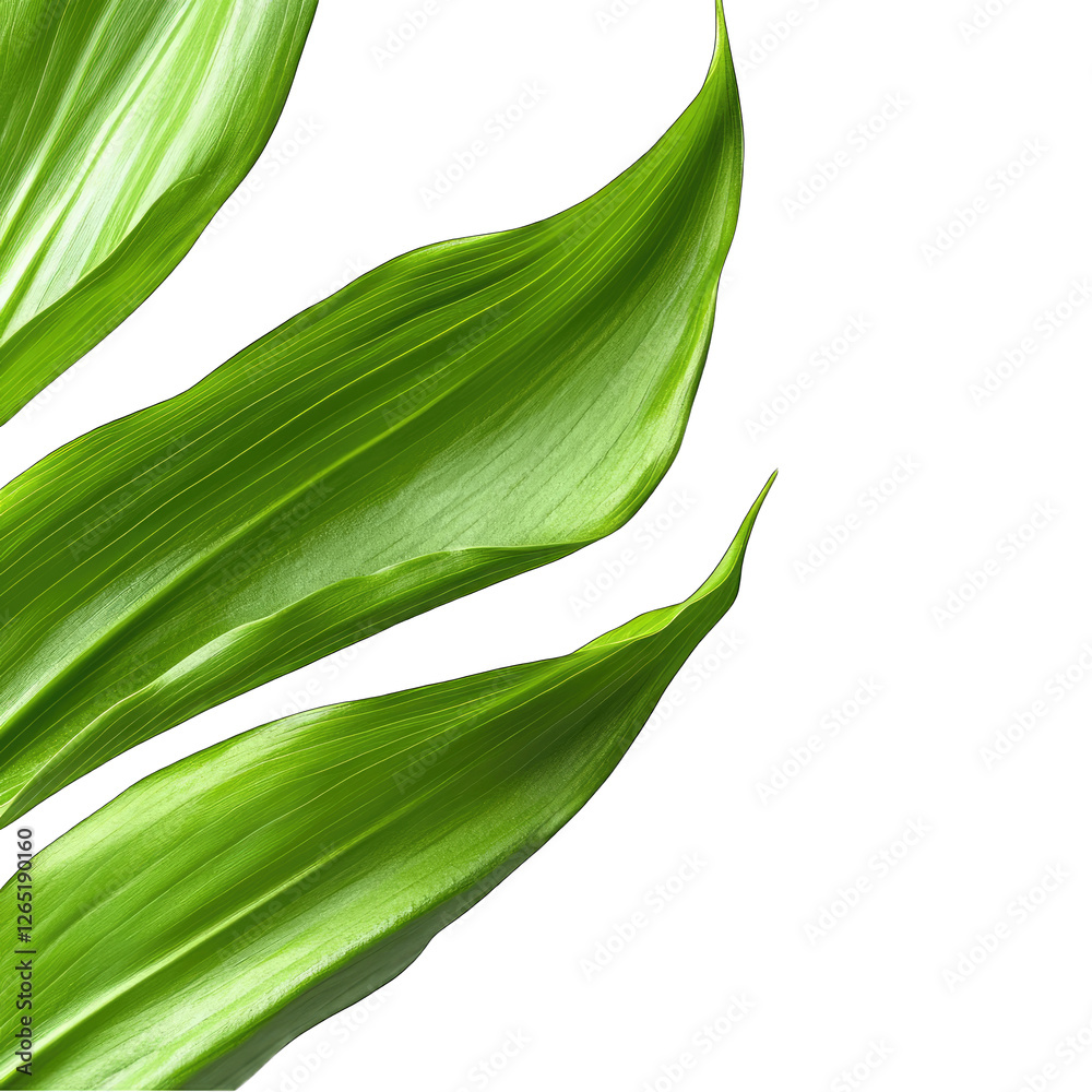 Macro Lily of the valley Leaf isolated on transparent background Macro Lily of the valley Leaf isolated on transparent background