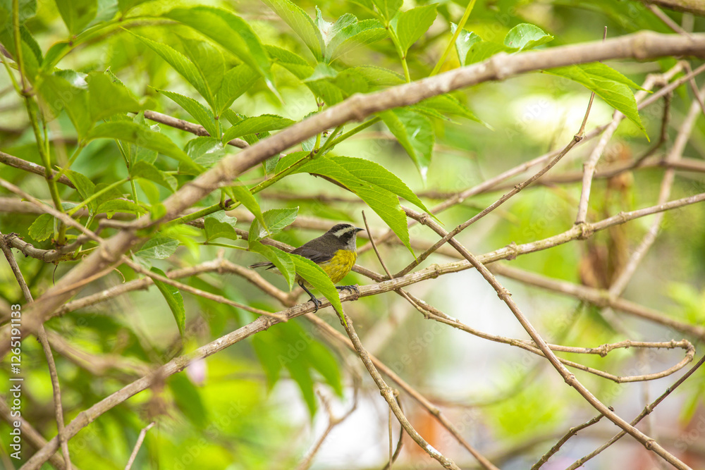 Fototapeta premium Coereba flaveola mielero comun little black gray and yellow bird in Lima Peru perching