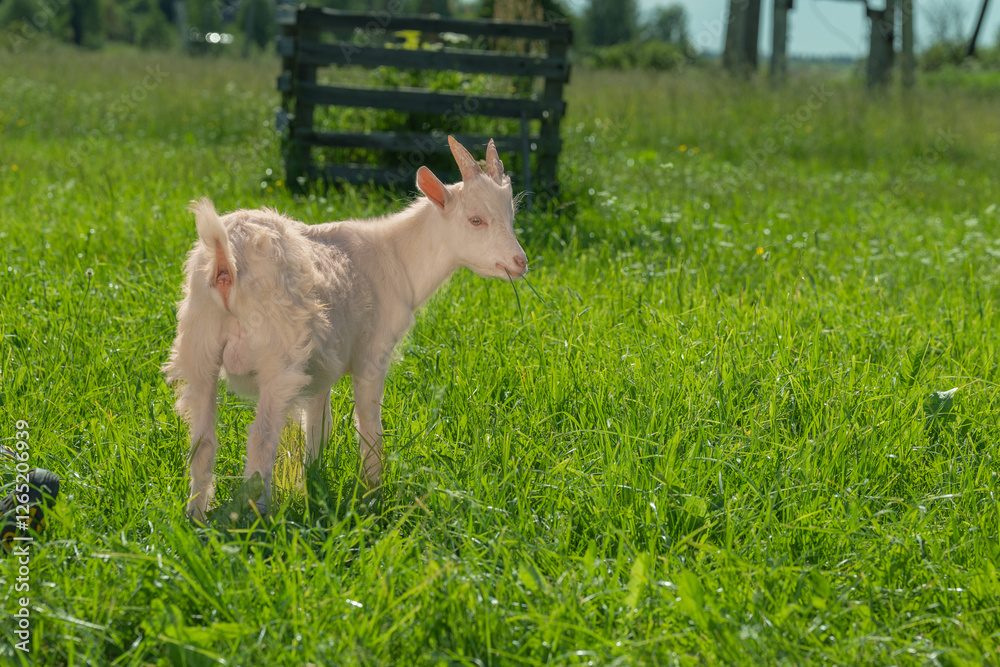 A white goat standing in a green field with ears back. A white goat standing in a green field with ears back.