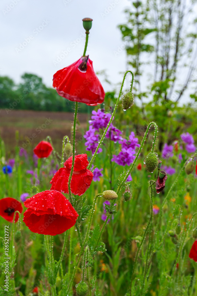 Obraz premium Blooming red poppies, Flowers and Herbs under rain, Robbinsville, New Jersey, USA