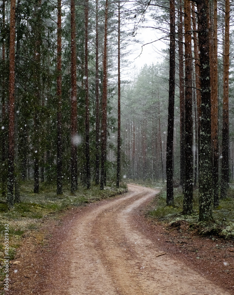 Obraz premium Snowfall in green pine forest with a curved road disappearing inthe trees vertical