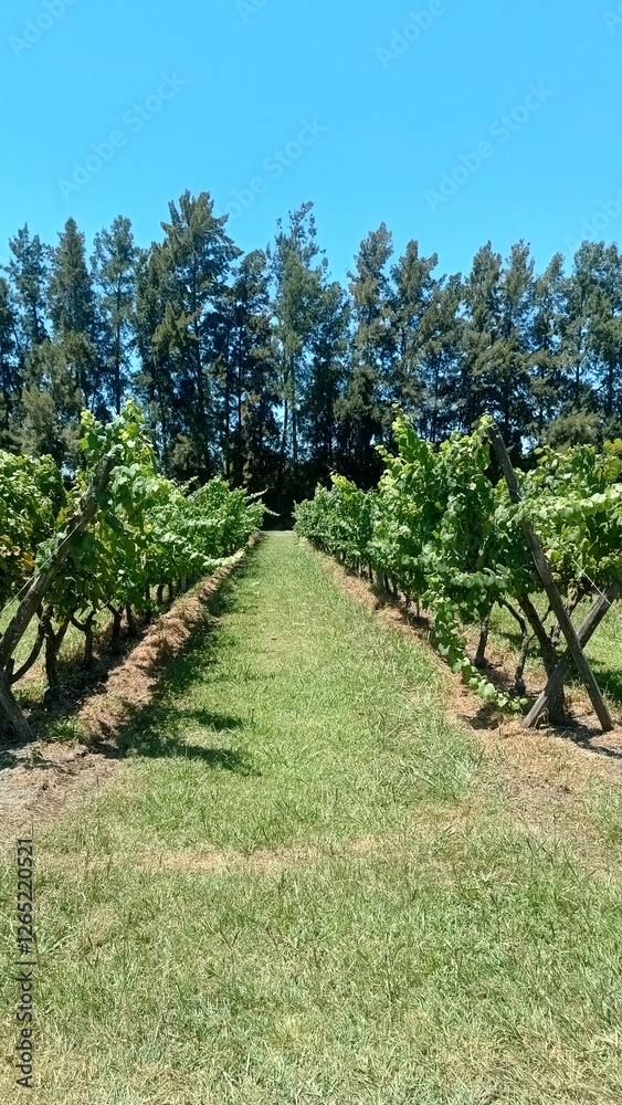 Naklejka premium Camino de viñedo de vid