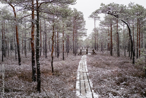 Wooden footbridge path track through swamp marsh bog woods beautiful pine trees winter snow during heavy snowfall