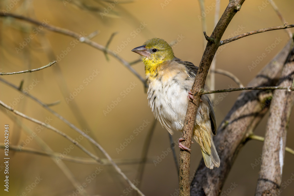Fototapeta premium Female Layard's weaver on a branch. Ploceus cucullatus, Bioparc, Doué la Fontaine, Doué en Anjou, Maine et Loire 49, Région Pays de la Loire, France, European Union, Europe
