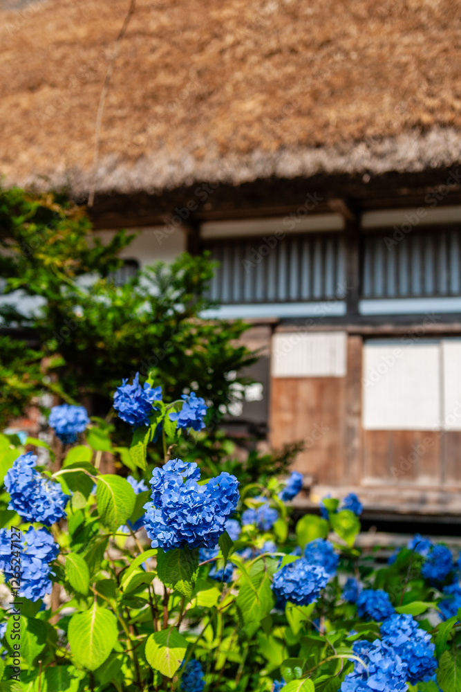 Obraz premium 世界遺産 白川村（白川郷） 6月初夏の花と田園風景 