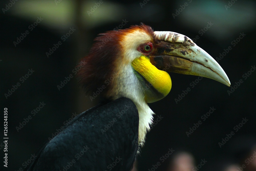 Fototapeta premium The majestic beauty of the Wreathed Hornbill in its natural habitat at Taman Safari, Indonesia. A stunning display of wildlife and nature, Taman Safari, Indonesia - August 16, 2019
