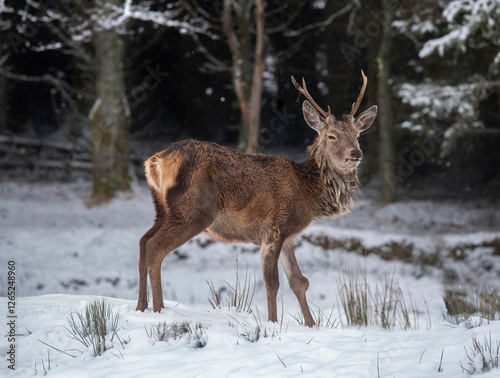 Red deer stag in the snow in Scotland