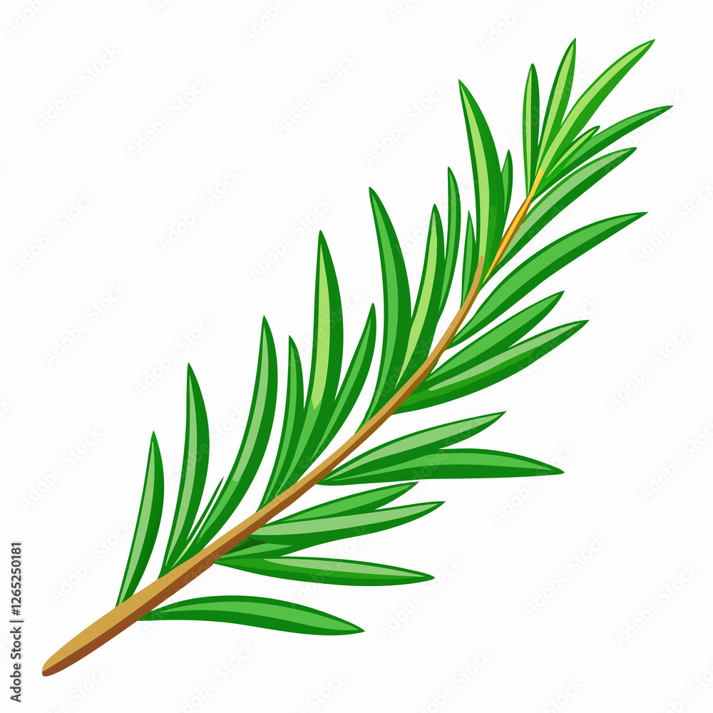 Obraz premium needle like rosemary sprig fresh