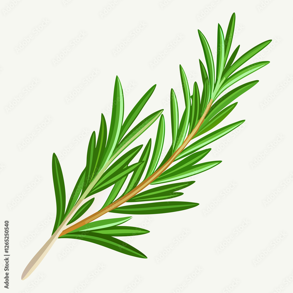 Fototapeta premium needle like rosemary sprig fresh
