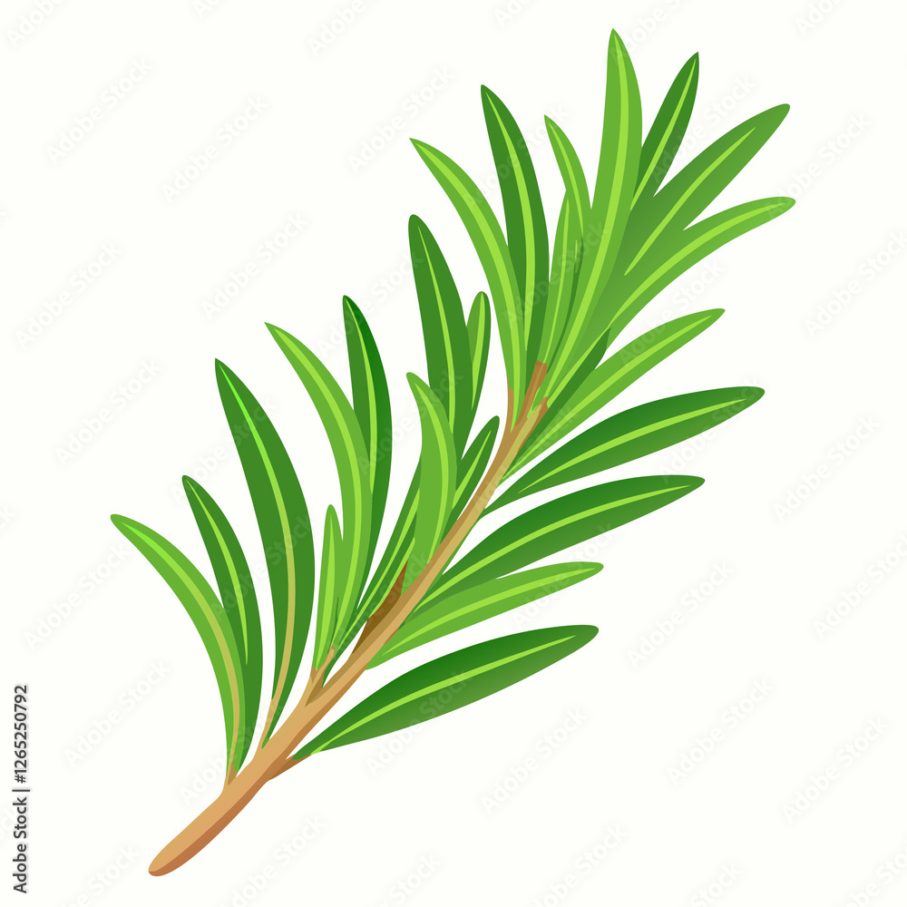 Fototapeta premium needle like rosemary sprig fresh