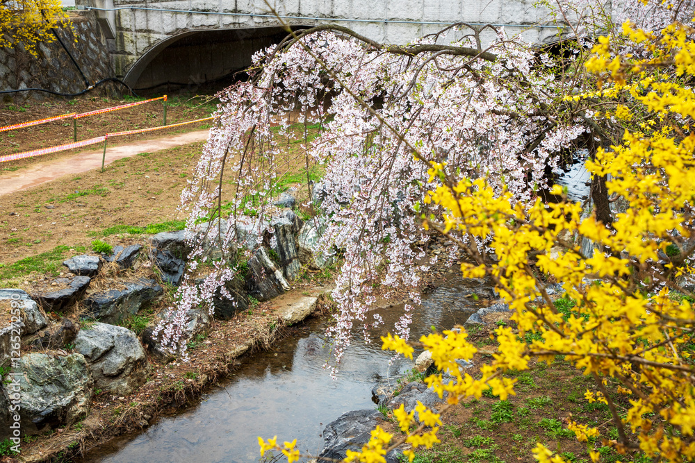 Fototapeta premium 국립현충원의 봄