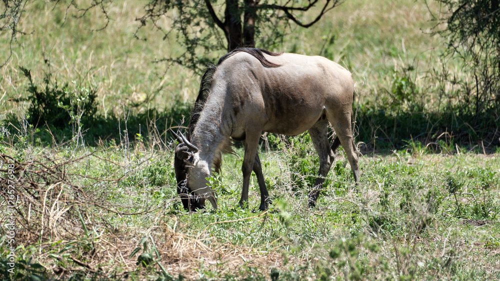 Wildebeests Grazing in Their Natural Habitat Beneath a Tree in the Great Outdoors Tarangire National Park Tanzania Africa Wildebeests Grazing in Their Natural Habitat Beneath a Tree in the Great Outdoors Tarangire National Park Tanzania Africa