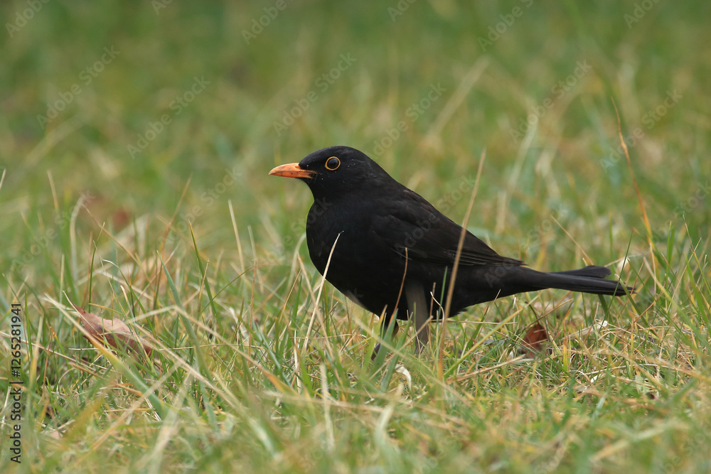 Common blackbird on meadow in spring Common blackbird on meadow in spring