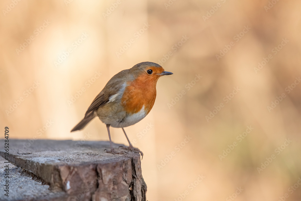 Robin on a tree trunk, close up, in a forest, in Scotland Robin on a tree trunk, close up, in a forest, in Scotland