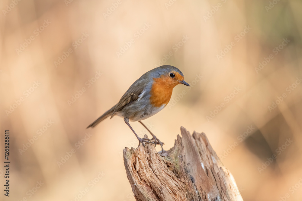 Robin on a tree trunk, close up, in a forest, in Scotland Robin on a tree trunk, close up, in a forest, in Scotland