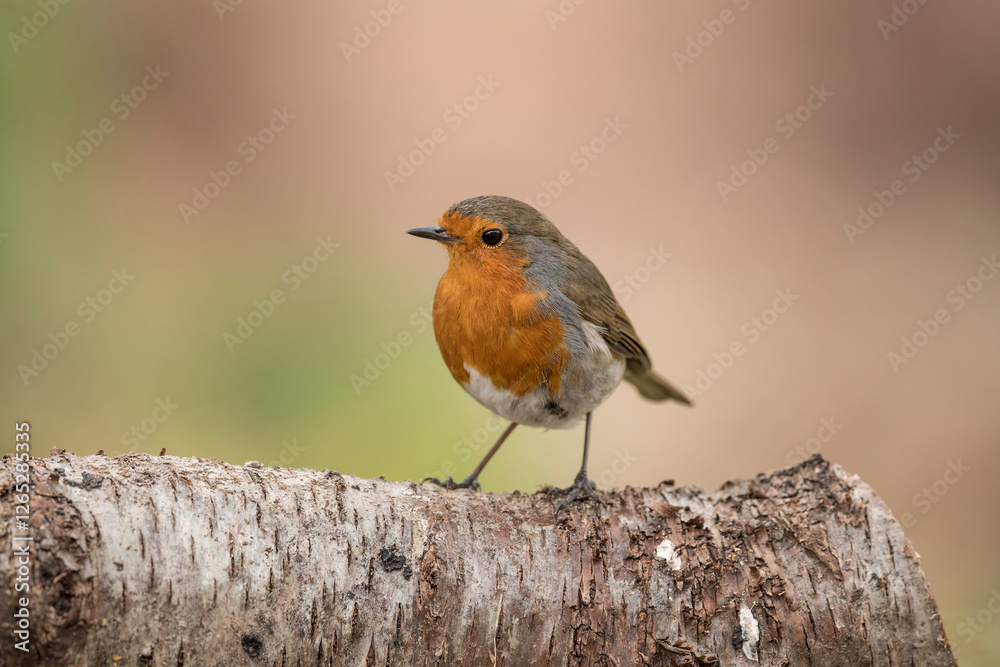 Robin on a tree trunk, close up, in a forest, in Scotland Robin on a tree trunk, close up, in a forest, in Scotland