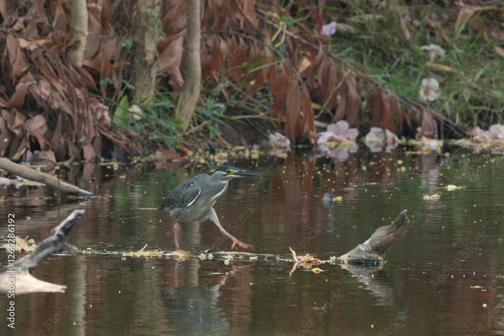Green heron is searching for food in nature. Green heron is searching for food in nature.