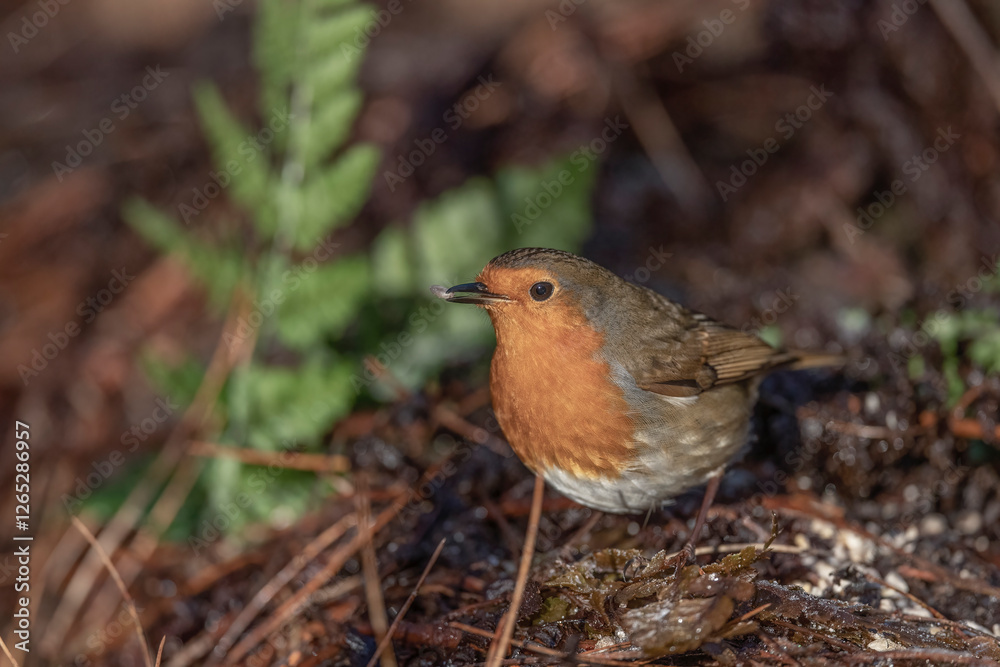 Robin on the forest floor, eating a seed, close up, in a forest, in Scotland Robin on the forest floor, eating a seed, close up, in a forest, in Scotland