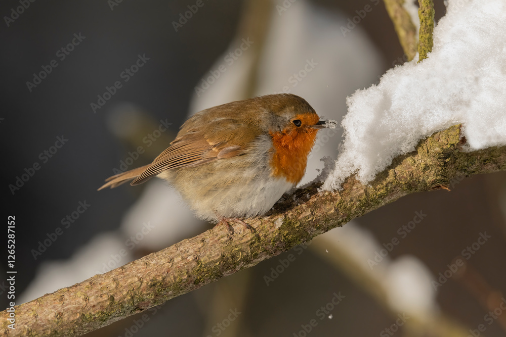 Fototapeta premium Robin on a snow covered branch eating snow in the winter