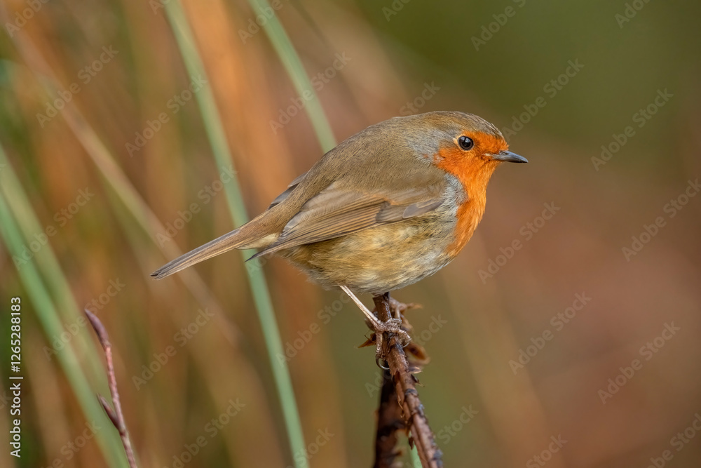 Side view of a Robin with a blurred background perched on a twig close up in a forest in Scotland uk Side view of a Robin with a blurred background perched on a twig close up in a forest in Scotland uk