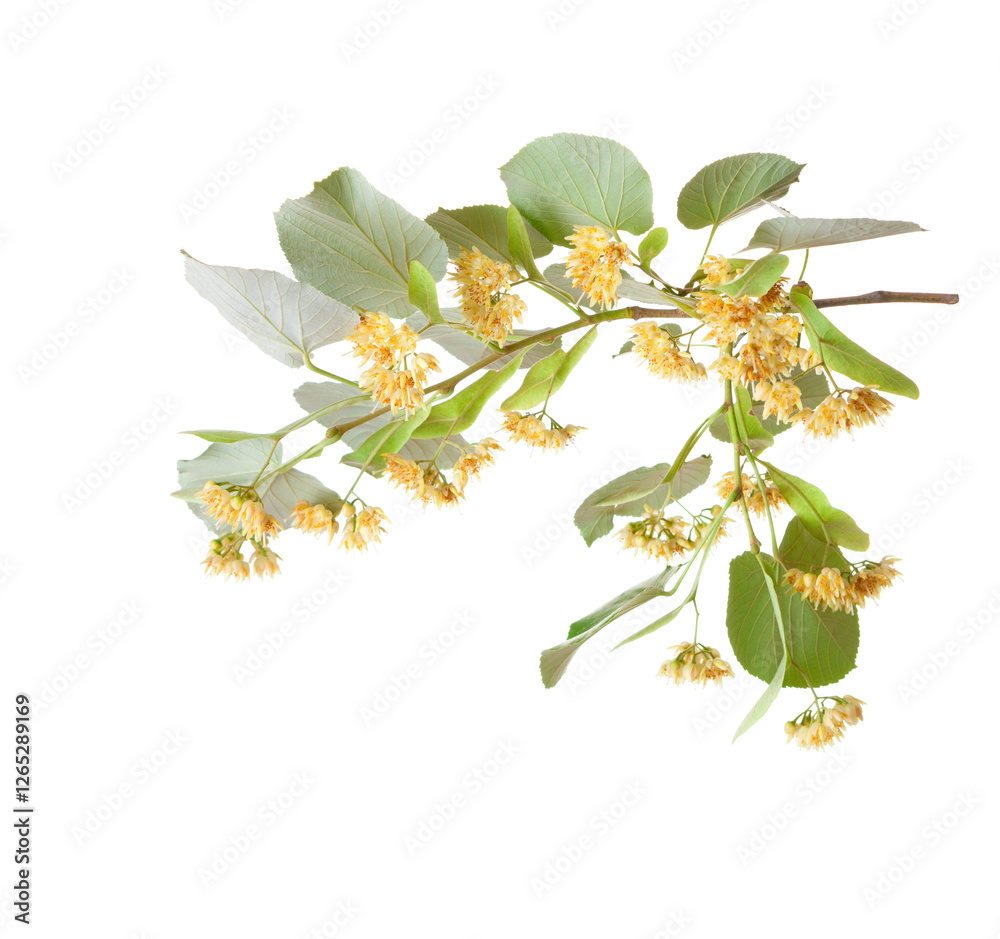 Linden branch with yellow flowers and leaves isolated on a white background. Selective focus