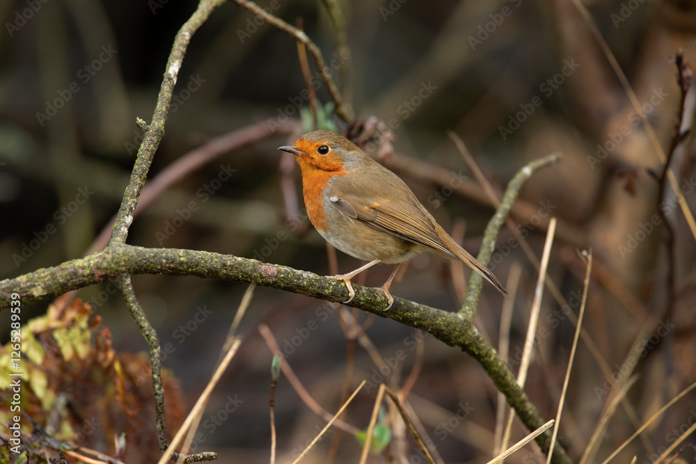 Robin, on a branch, close up, in a forest, in Scotland Robin, on a branch, close up, in a forest, in Scotland