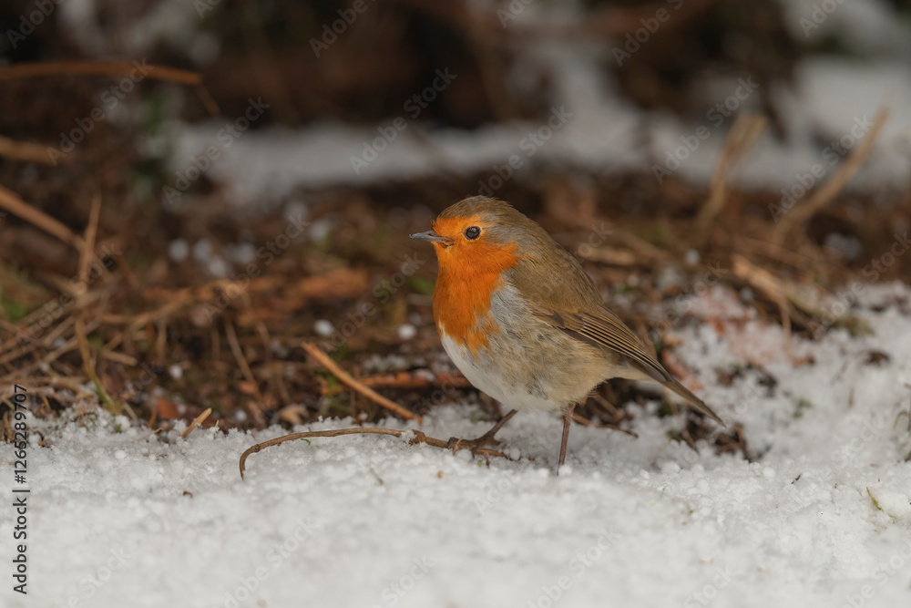 Robin on the snowy forest floor, close up, in a forest, in Scotland in winter Robin on the snowy forest floor, close up, in a forest, in Scotland in winter