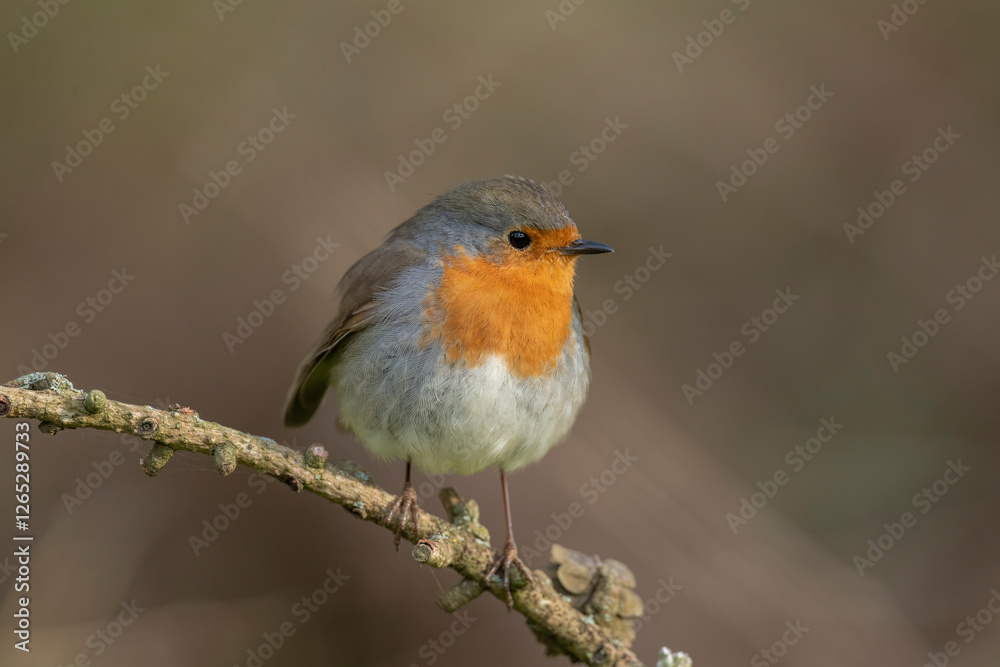 Robin, on a branch, close up, in a forest, in Scotland Robin, on a branch, close up, in a forest, in Scotland